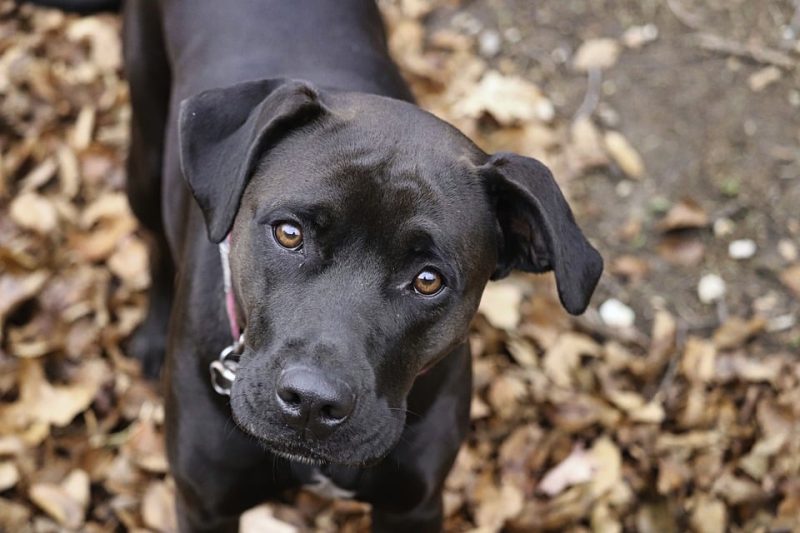 On the Go with Rover: Essential Tips for Traveling with Dogs On the Go with Rover: Essential Tips for Traveling with Dogs