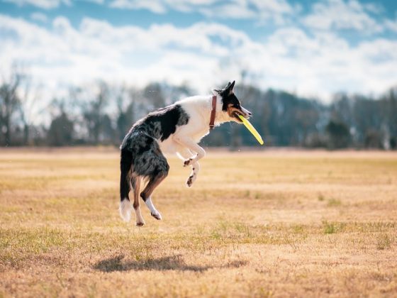 Taking Flight with Fido: How to Navigate Air Travel with Your Pet