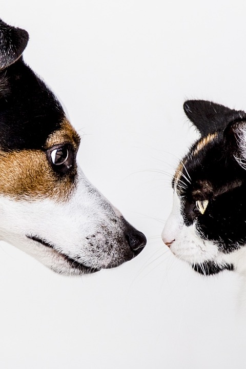 Paws and Rails: How to Make Train Travel with Pets Stress-Free