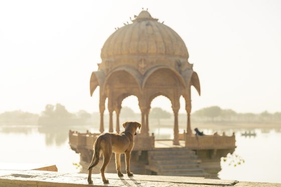 Traveling in Comfort: How to Ensure a Smooth Train Journey with Your Pet