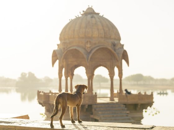 Traveling in Comfort: How to Ensure a Smooth Train Journey with Your Pet