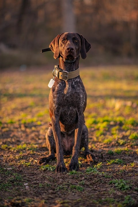 Heads in the Clouds: The Benefits of Bringing Your Pet on Board